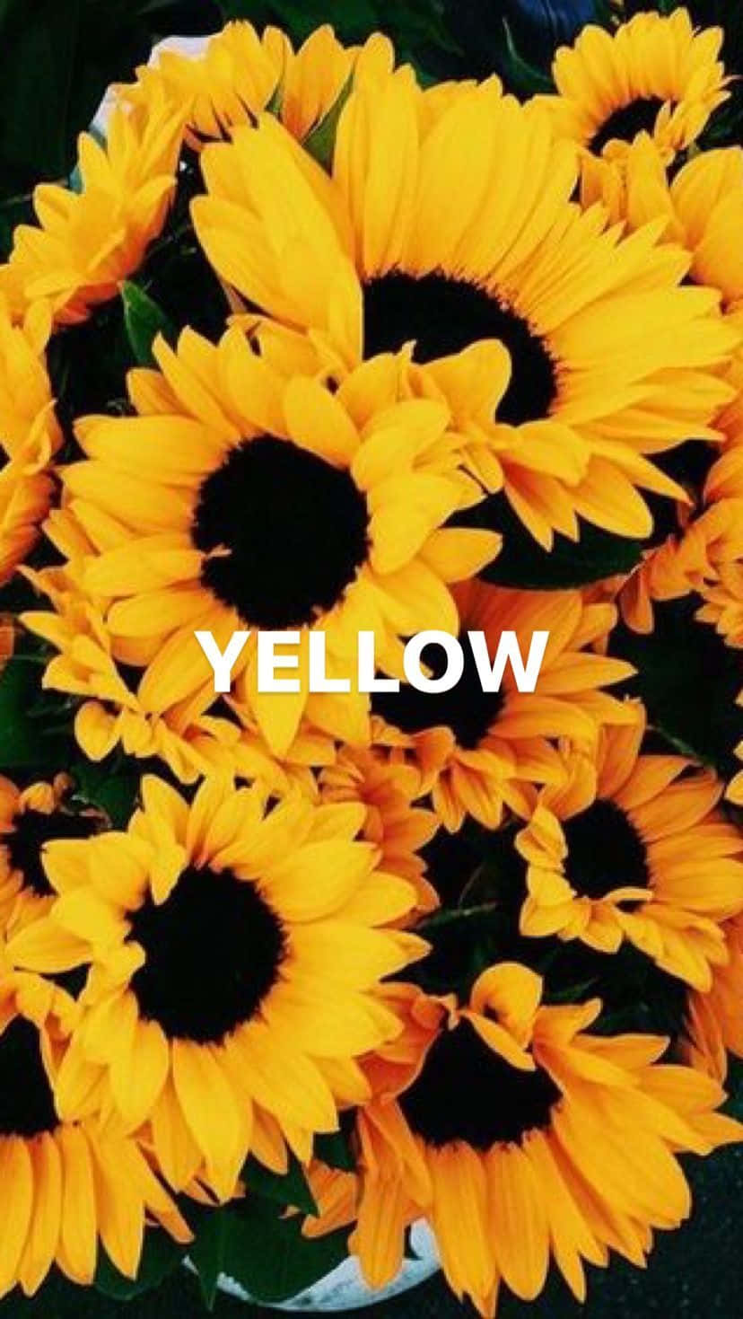 Bunch Of Sunflower Yellow Tumblr Aesthetic Background