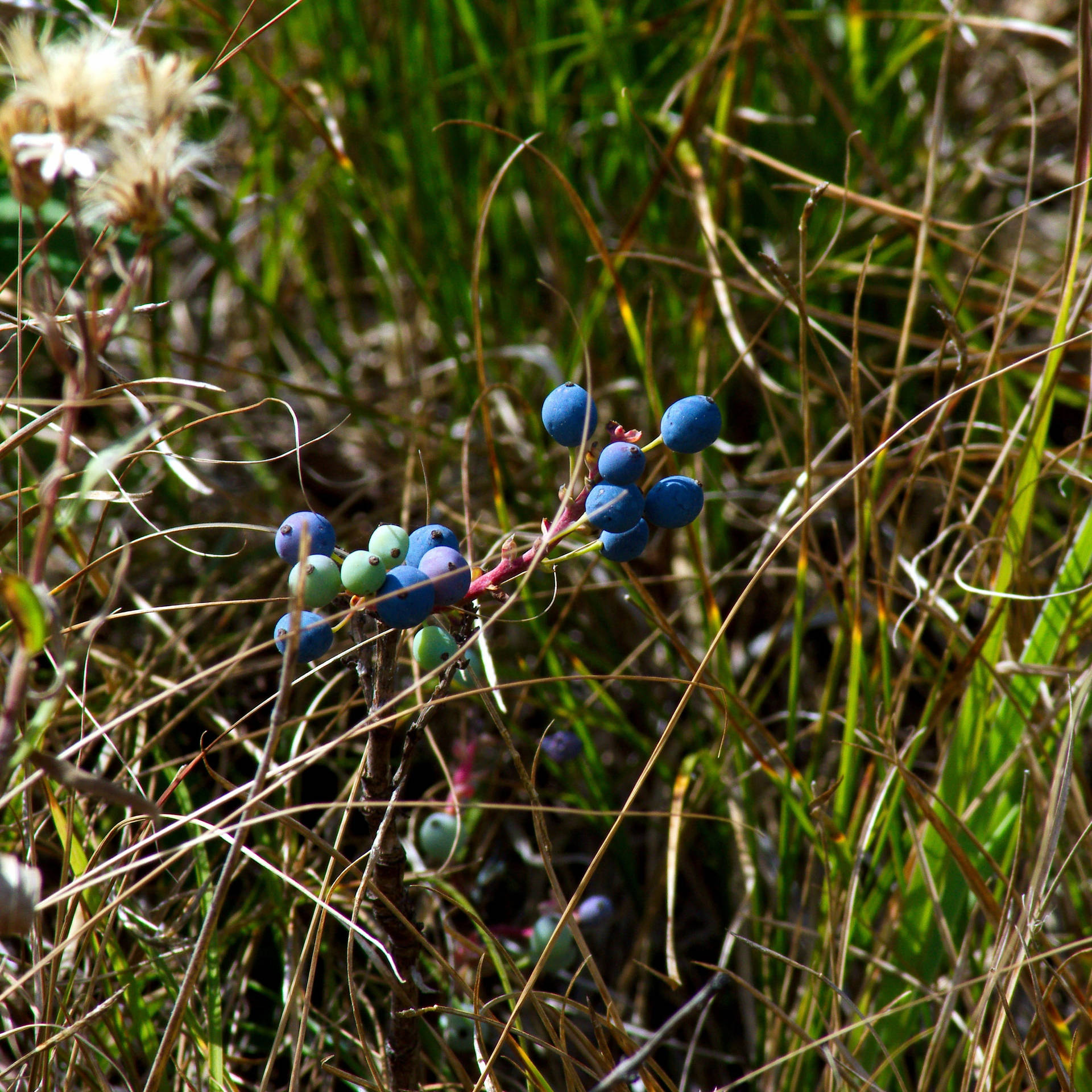 Bunch Of Unripe And Ripe Huckleberry Background