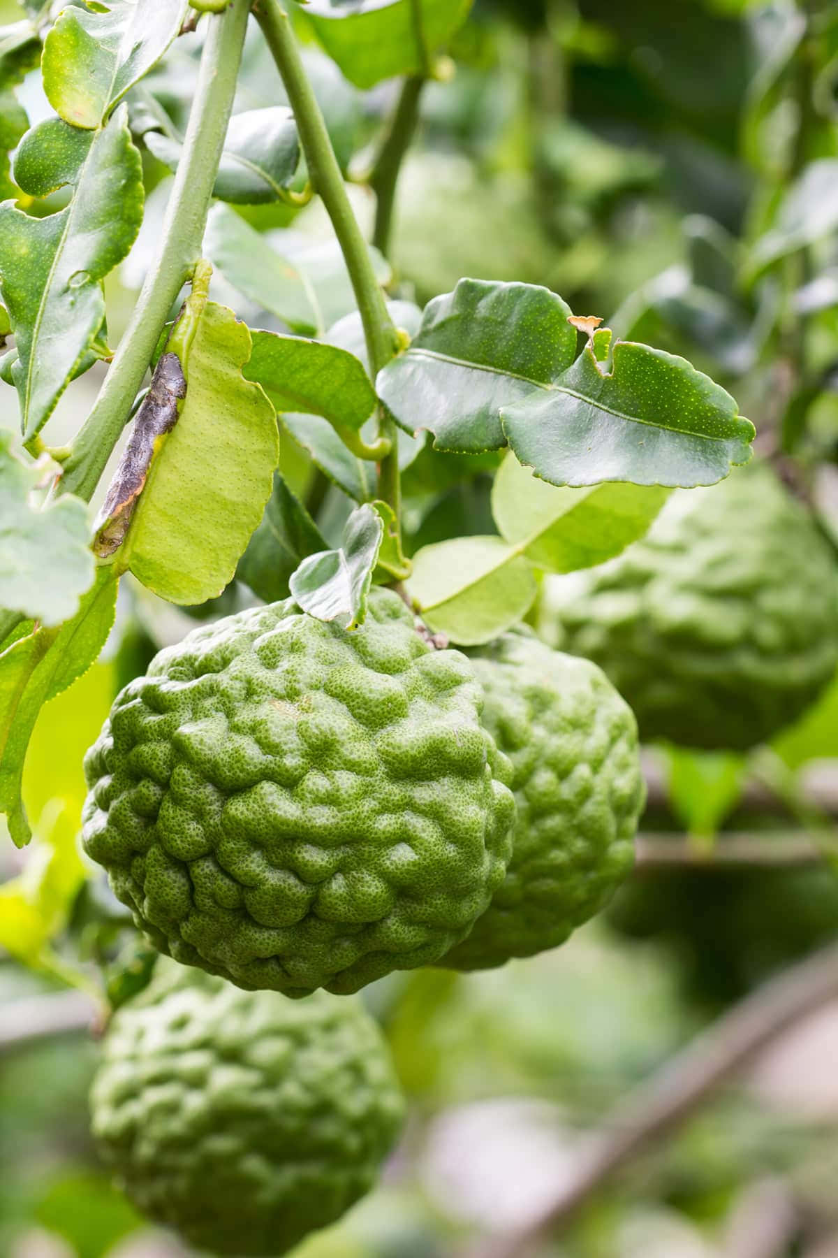 Bunch Of Wild Kaffir Lime Background