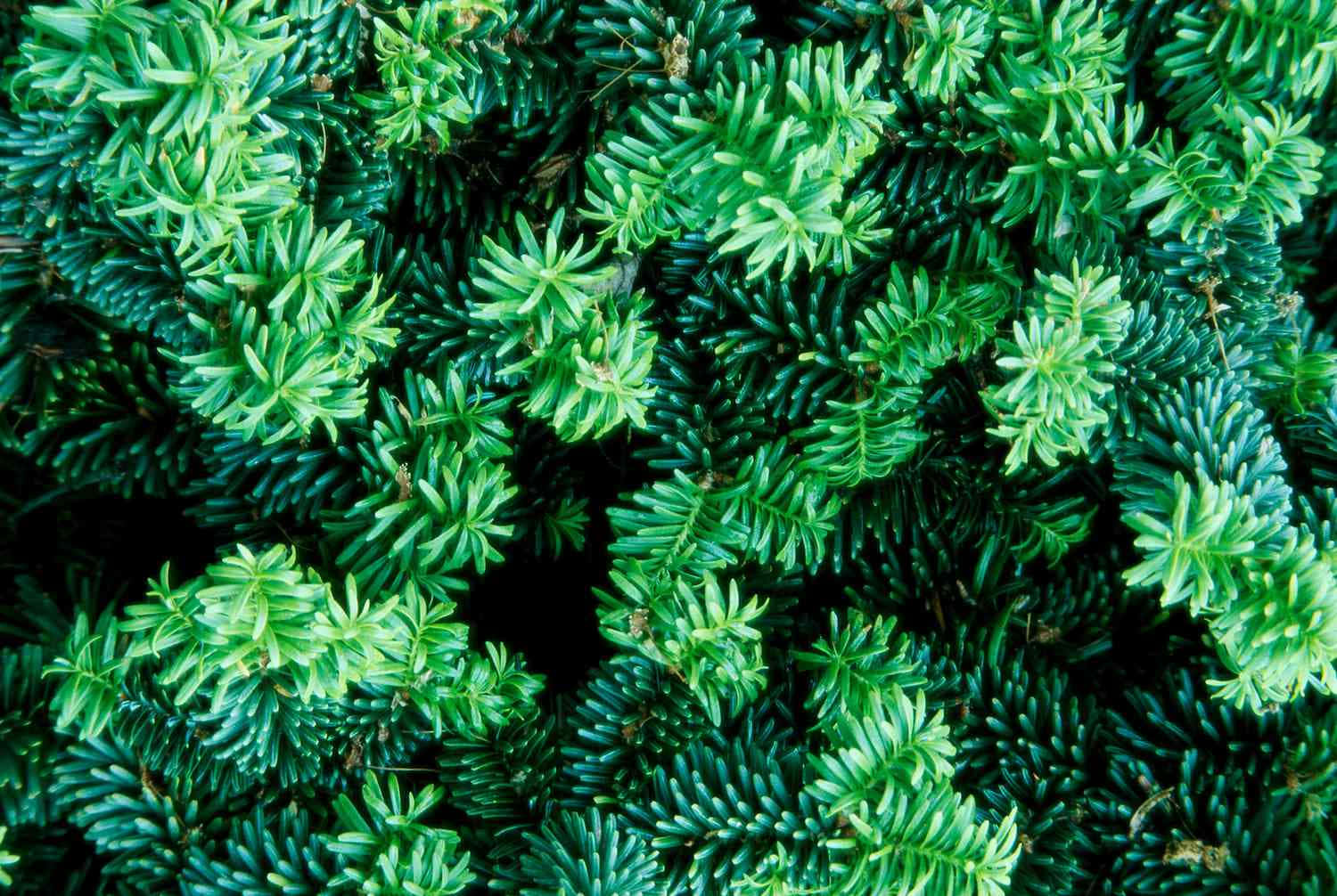 Bunched Up Green Yew Shrubs Background