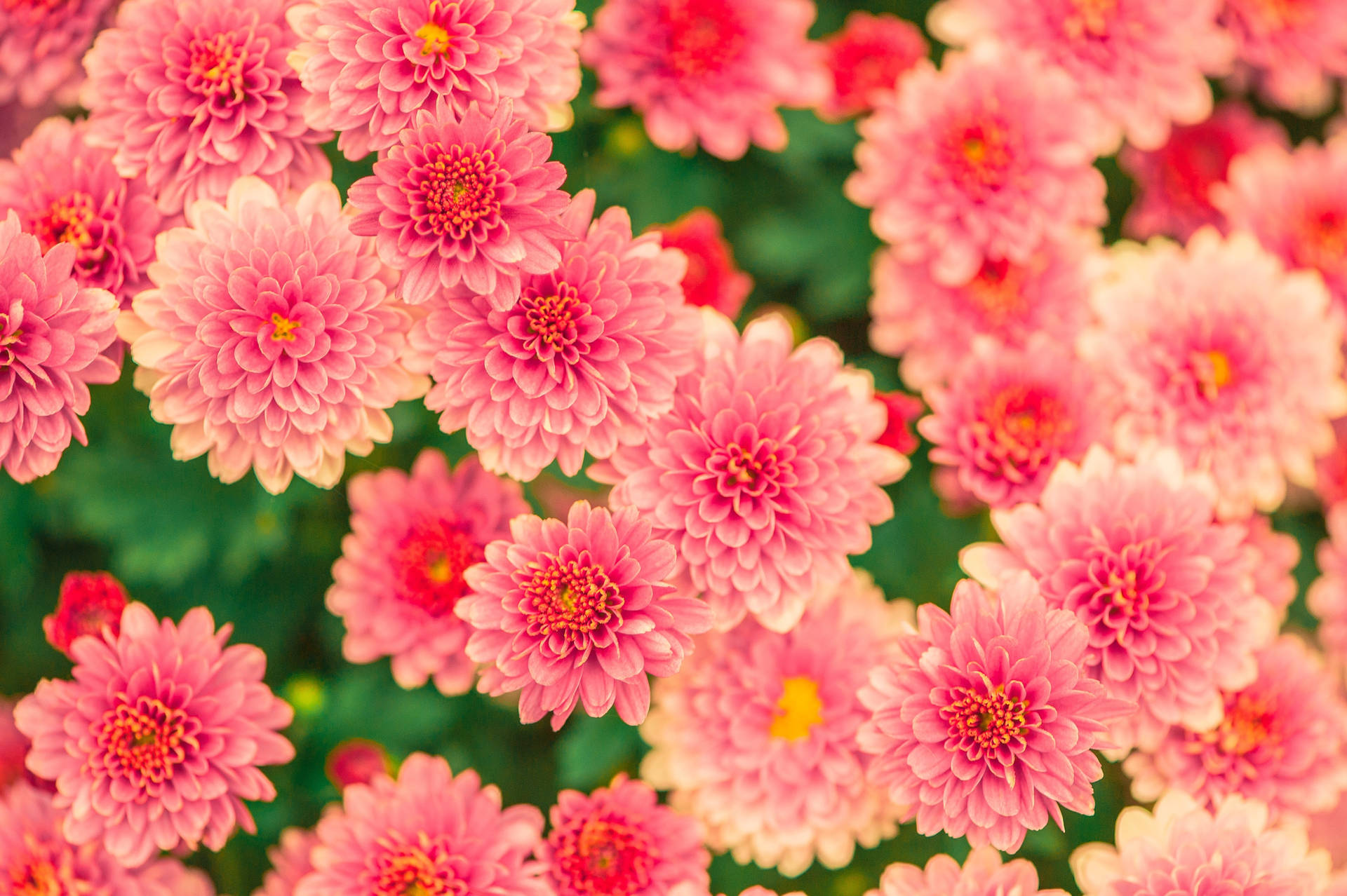 Bunches Of Flowers Background Background