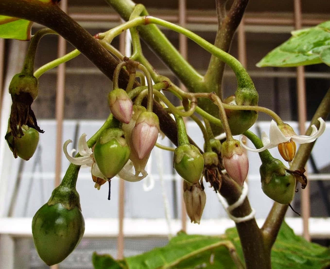 Bundle Of Beautiful Flowering Tamarillo Photography Background