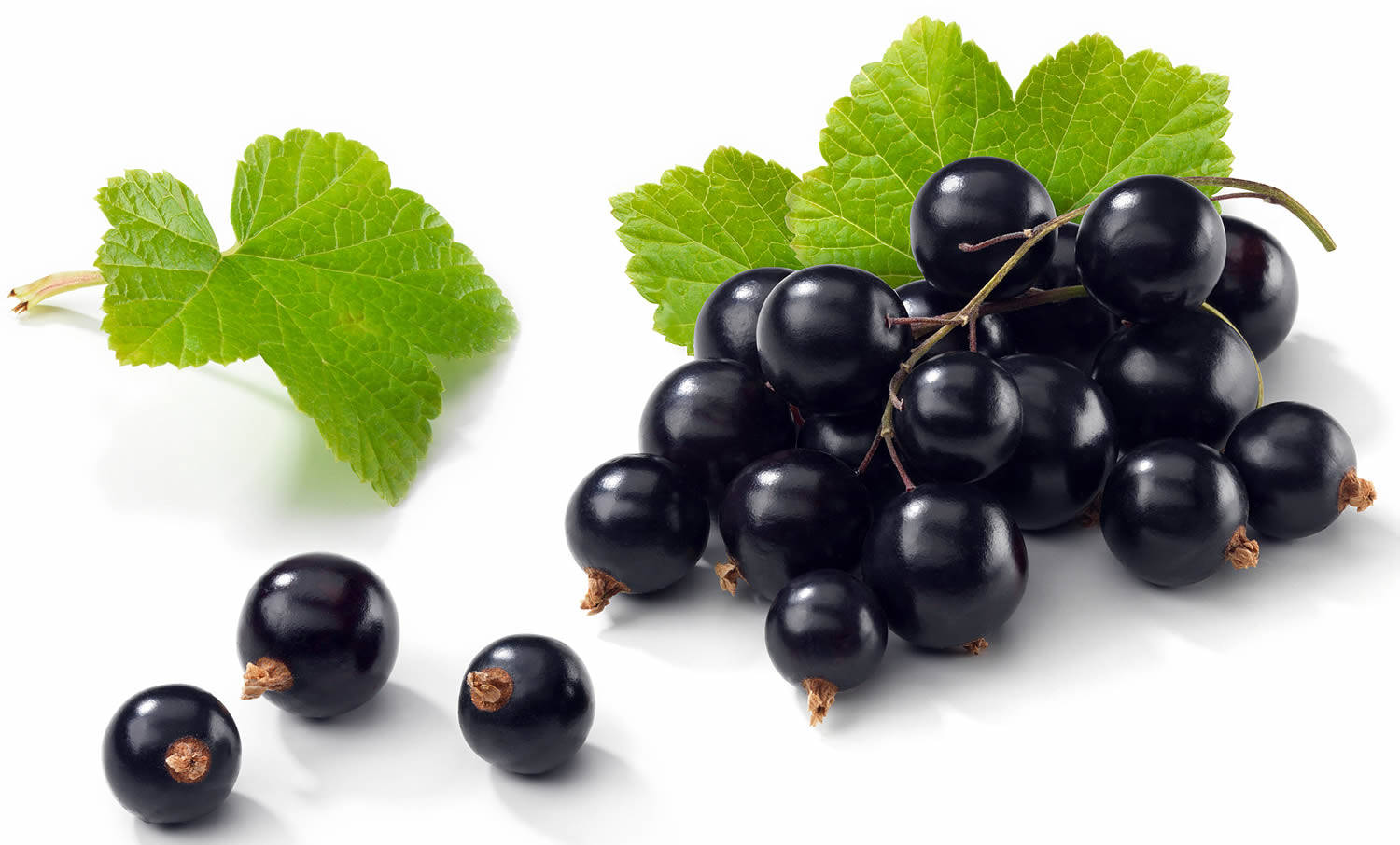 Bundle Of Blackcurrant