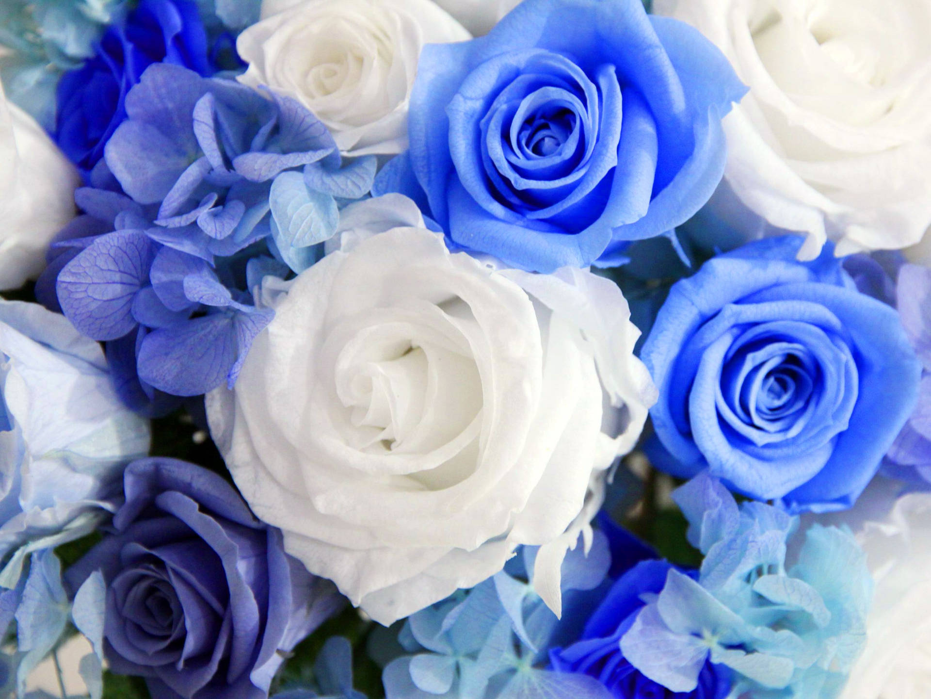 Bundle Of Blue And White Roses Background