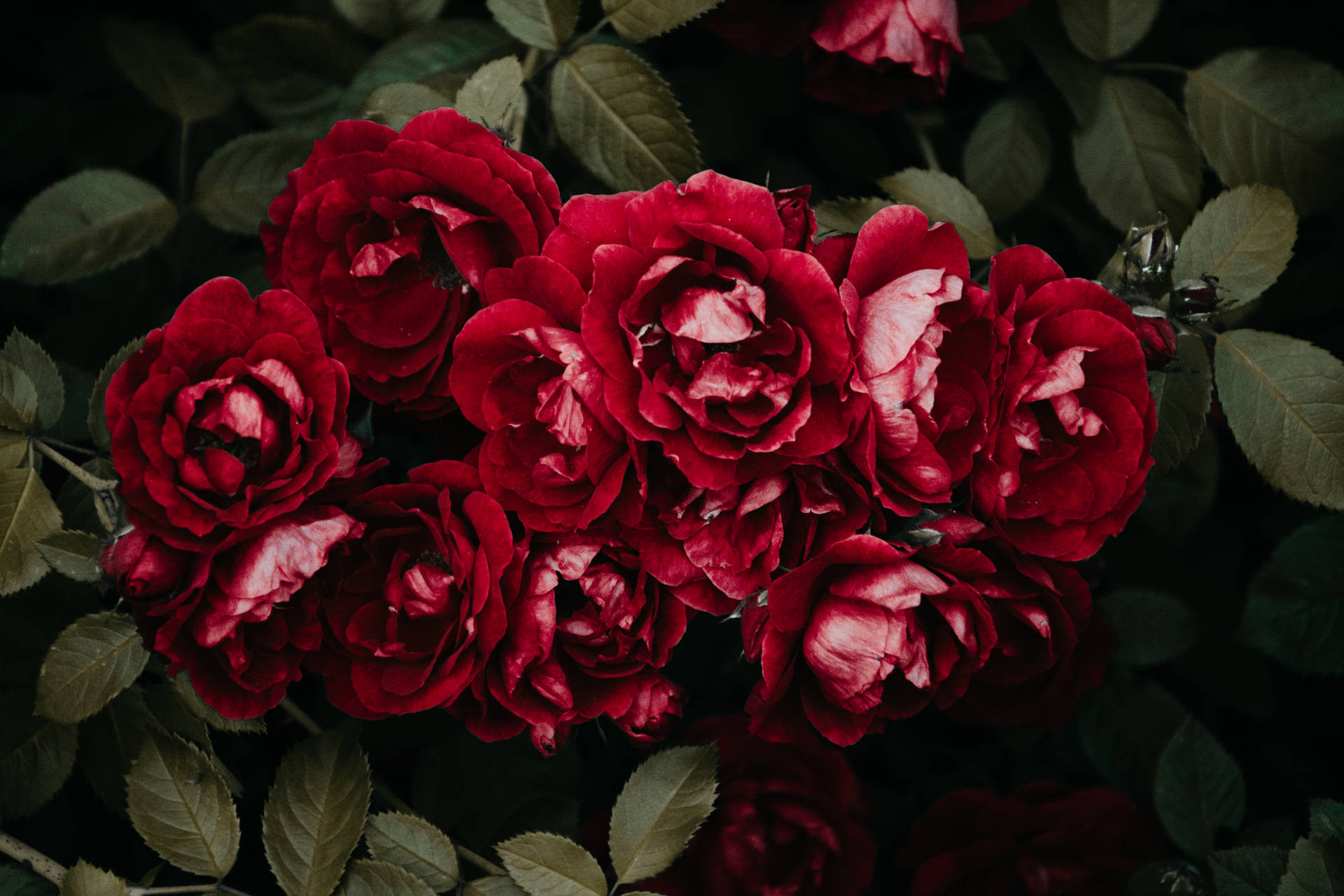 Bundle Of Red Rose Hd Background