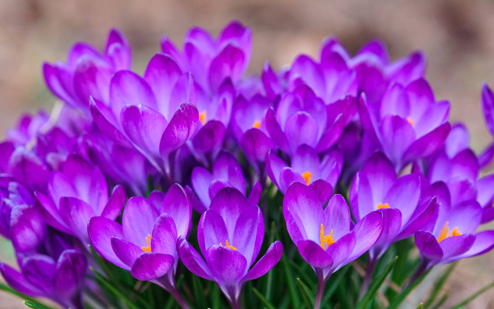 Bundle Of Saffron Crocus Background