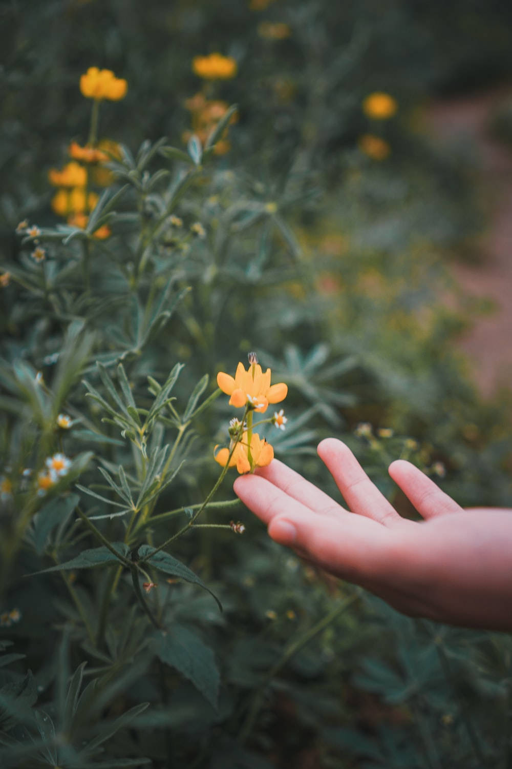 Bunga In Hand Background