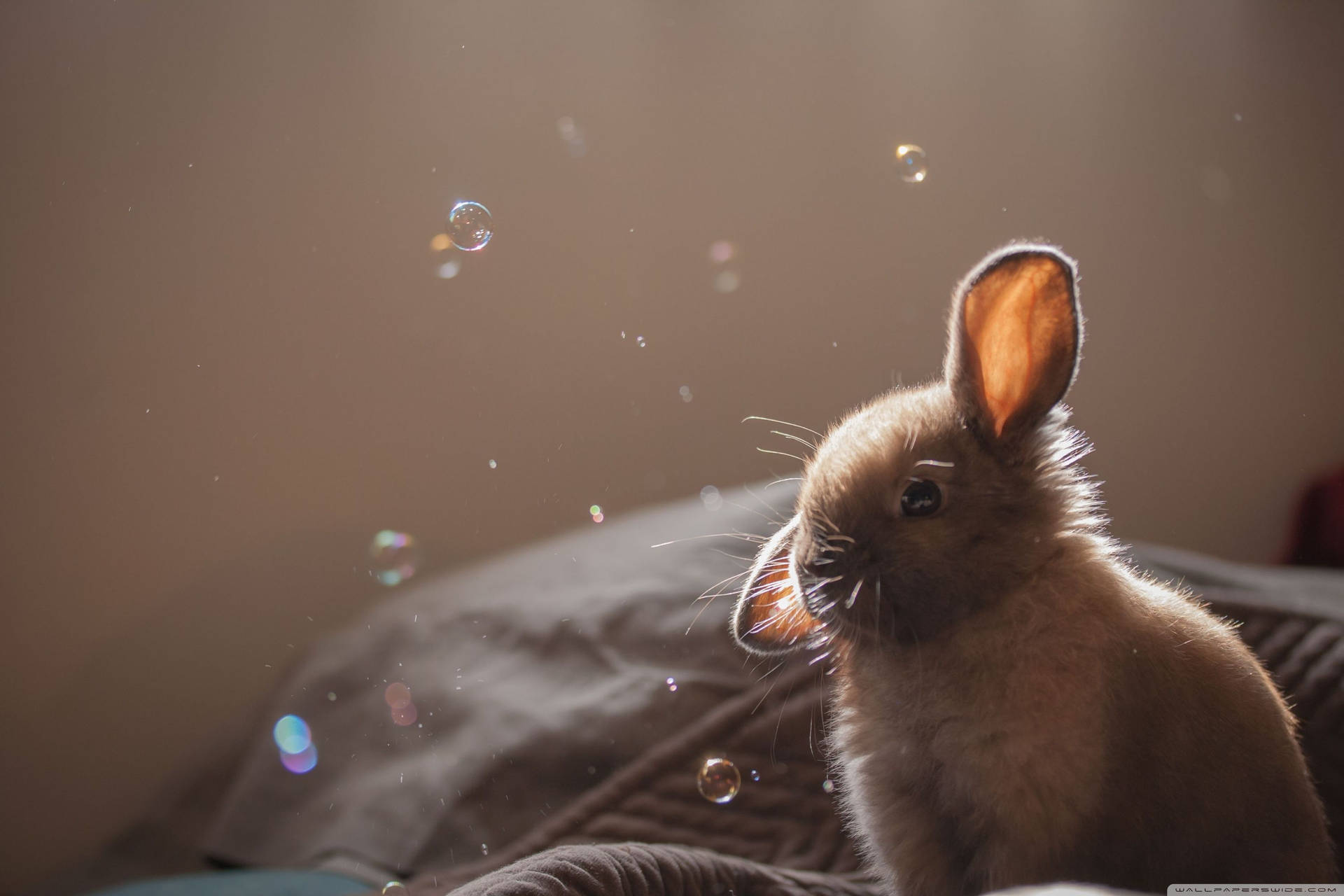 Bunny Enjoying A Sunny Day With Bubbles Background