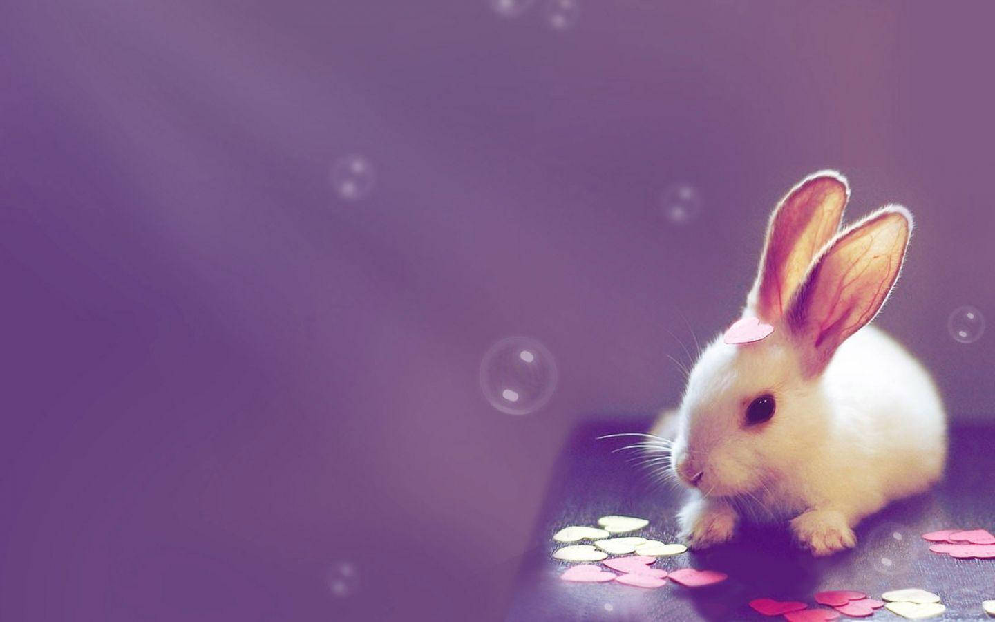 Bunny Hearts Cute Desktop Background