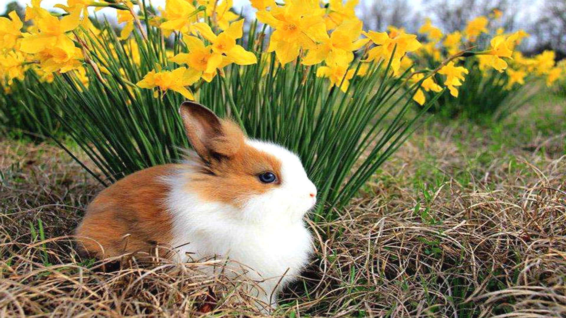 Bunny In Cute Spring Desktop Background