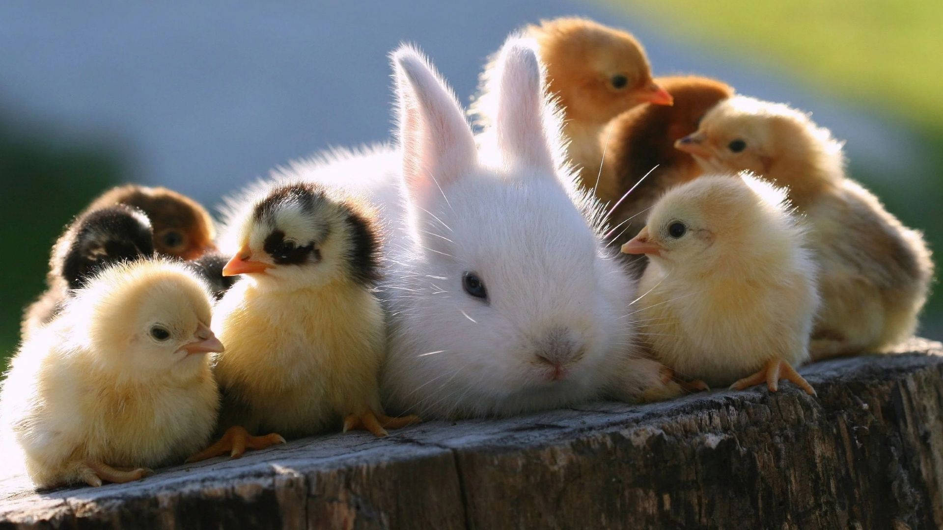 Bunny With Baby Chick Animals Background