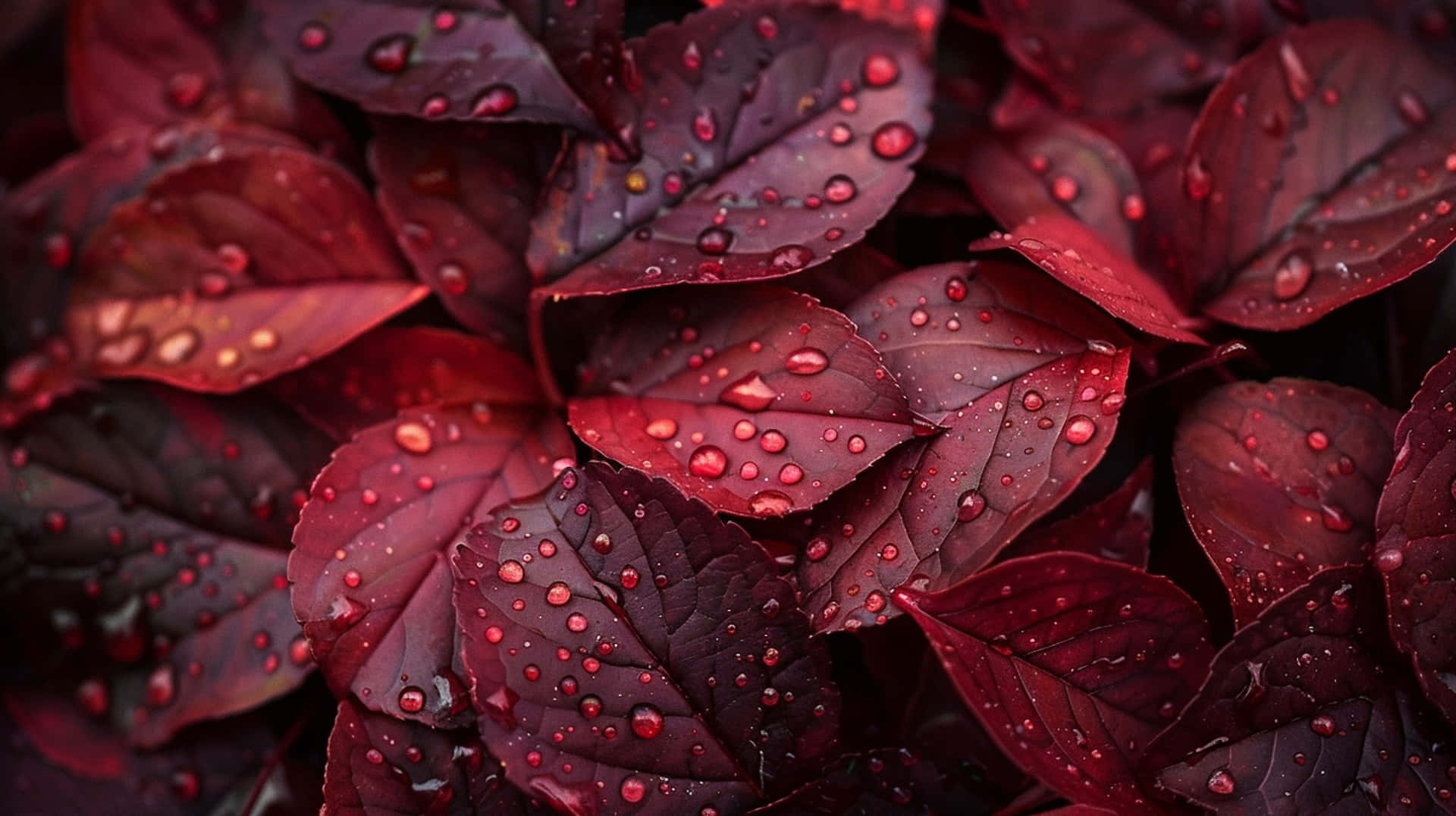 Burgundy Leaves Raindrops.jpg Background