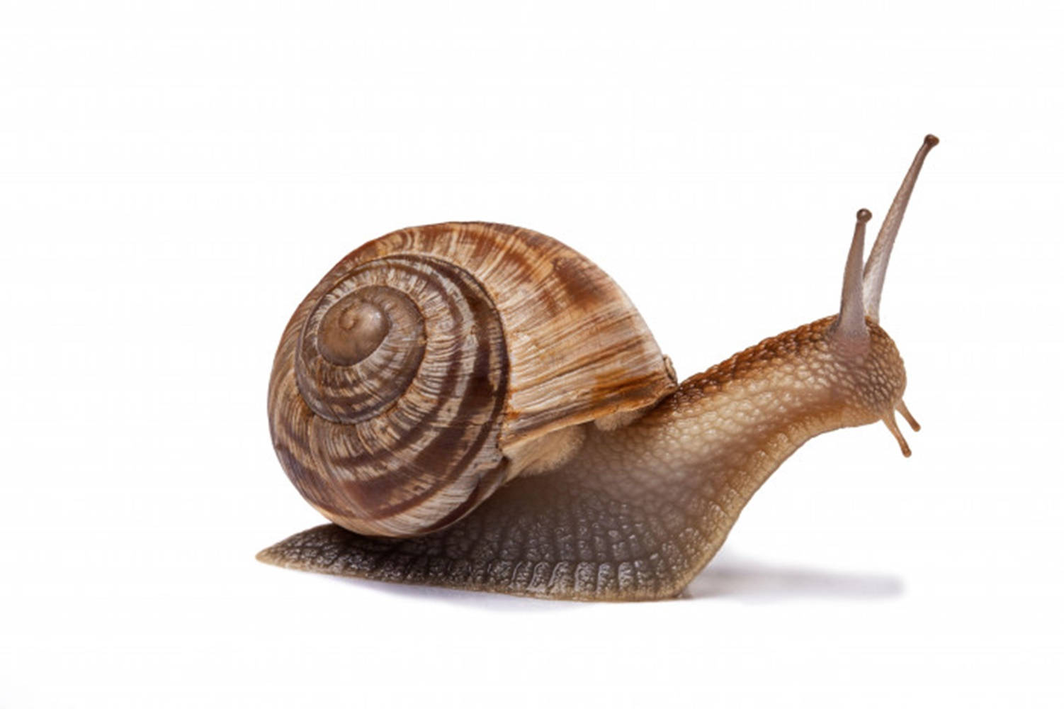 Burgundy Snail White Background Background