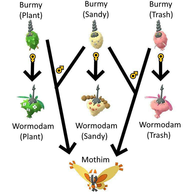 Burmy Evolution Map Background