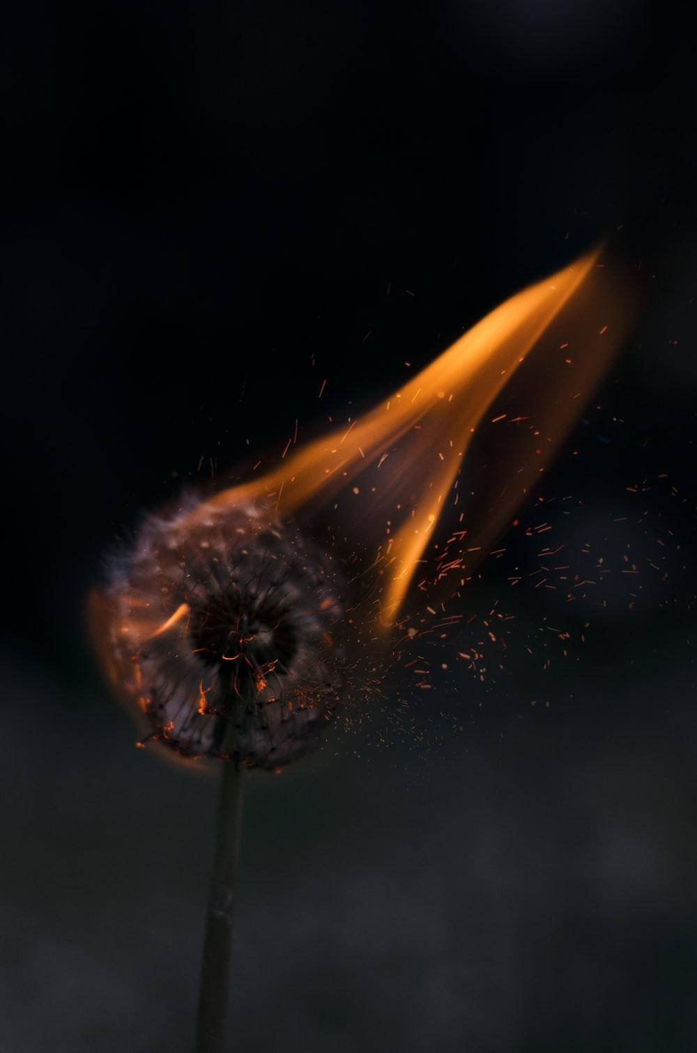 Burning Dandelion Flower Dark Mode Background