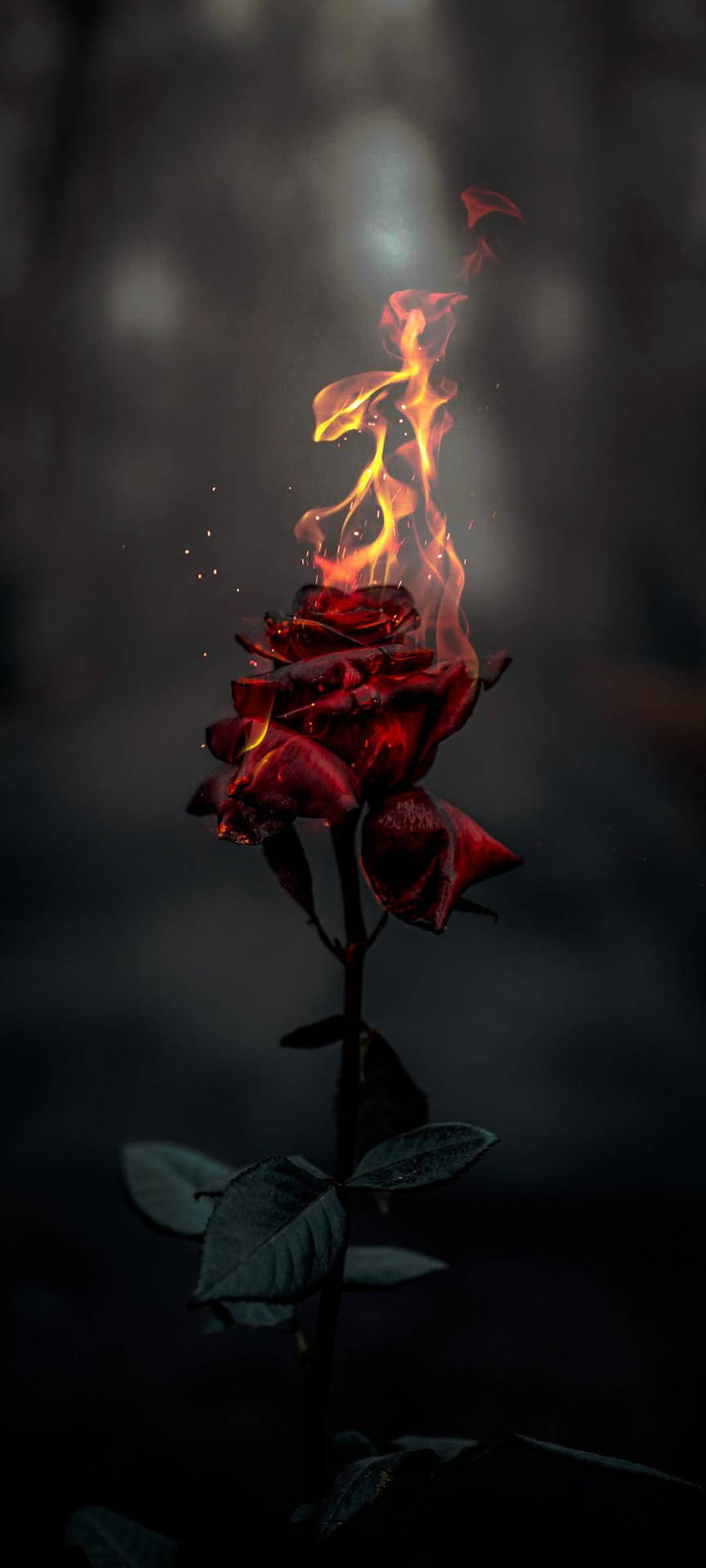 Burning Rose Aesthetic Background