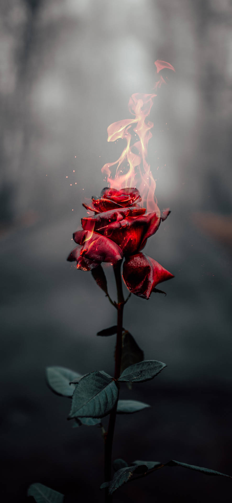 Burning Rose Aesthetic Iphone Xr Background