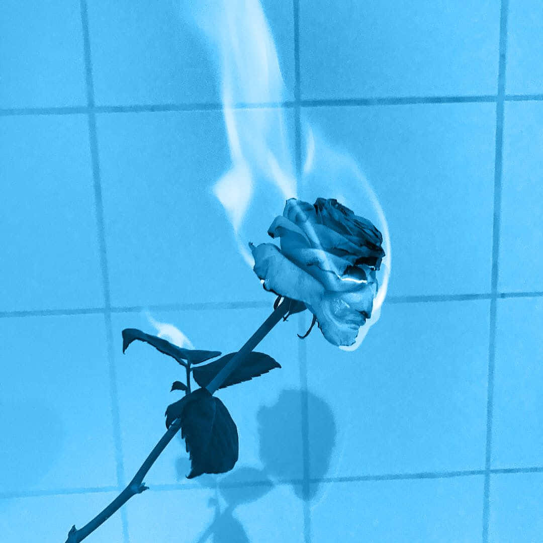 Burning Rose Aesthetic Light Blue Background
