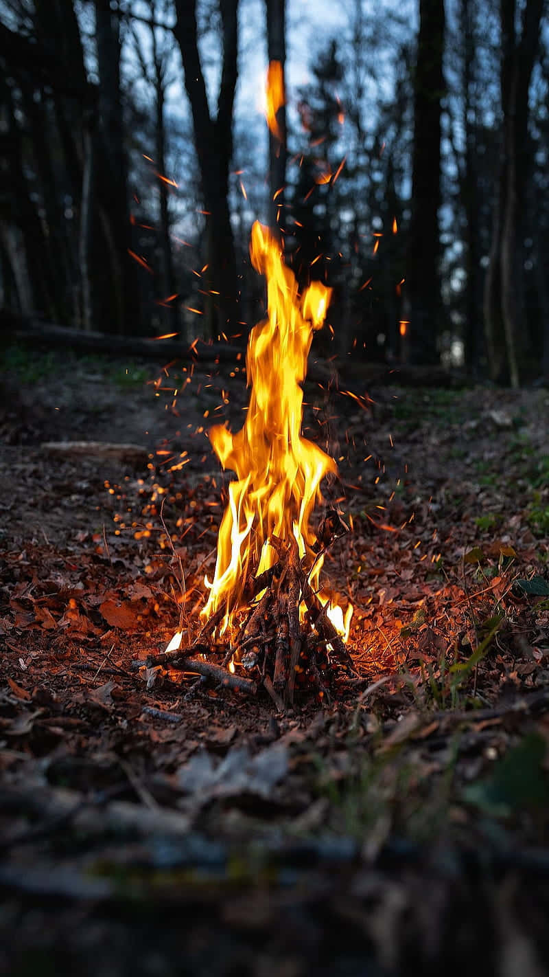 Burning Twigs Forest Campfire