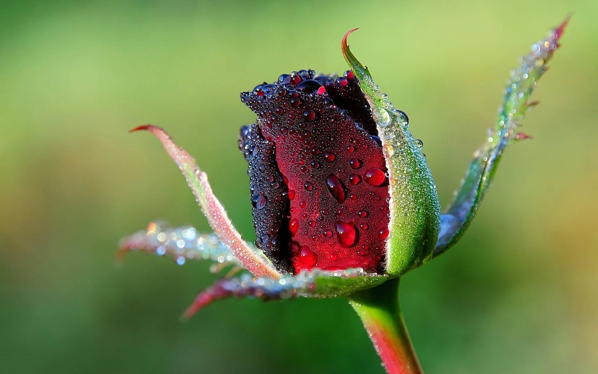 Burnt Red Rose Bud Background