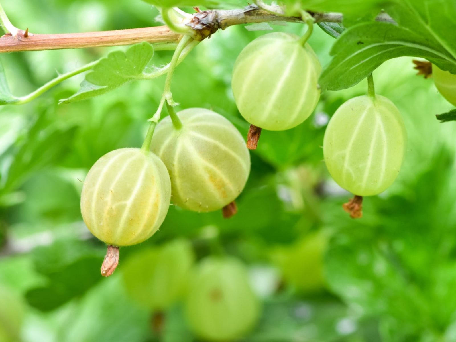 Burpee Gooseberry Amla Fruit Background