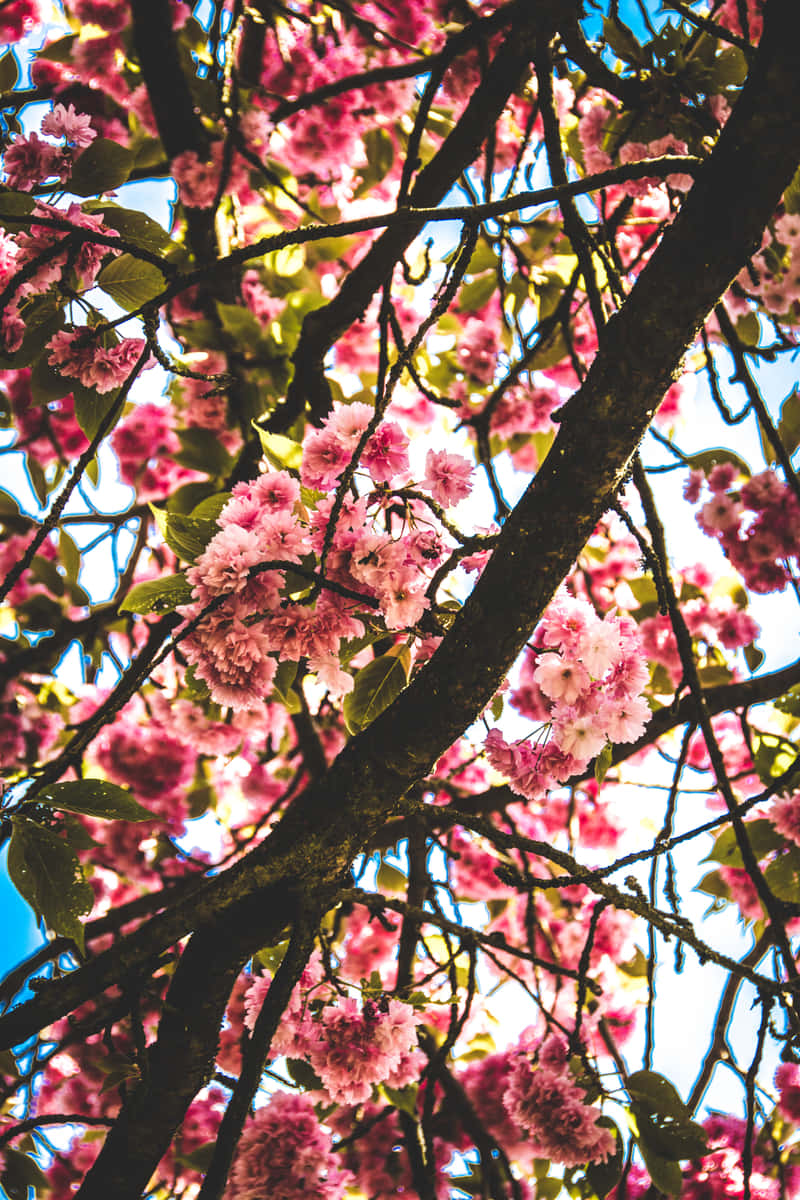 Burst Of Blooming Pink Cherry Blossom Background