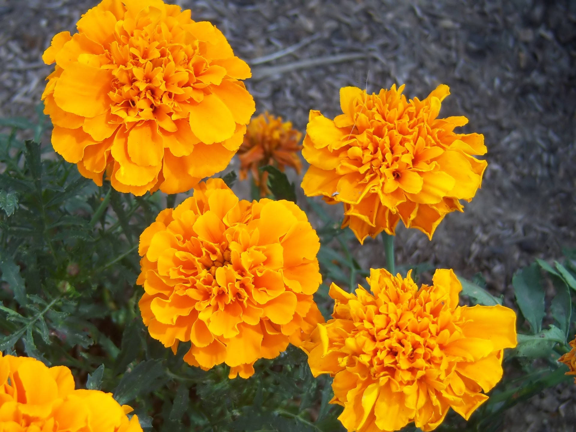 Burst Of Golden Marigold Flowers Background