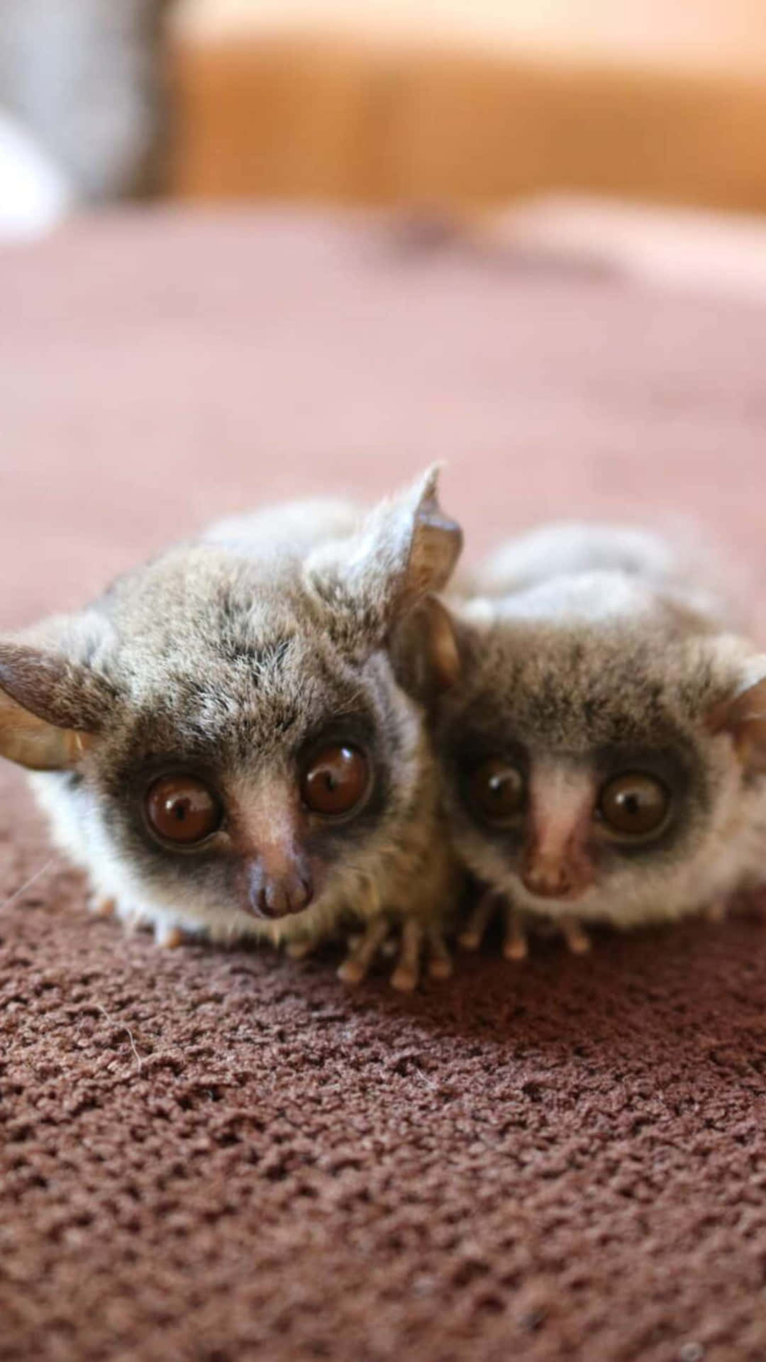 Bush Babies Curious Gaze