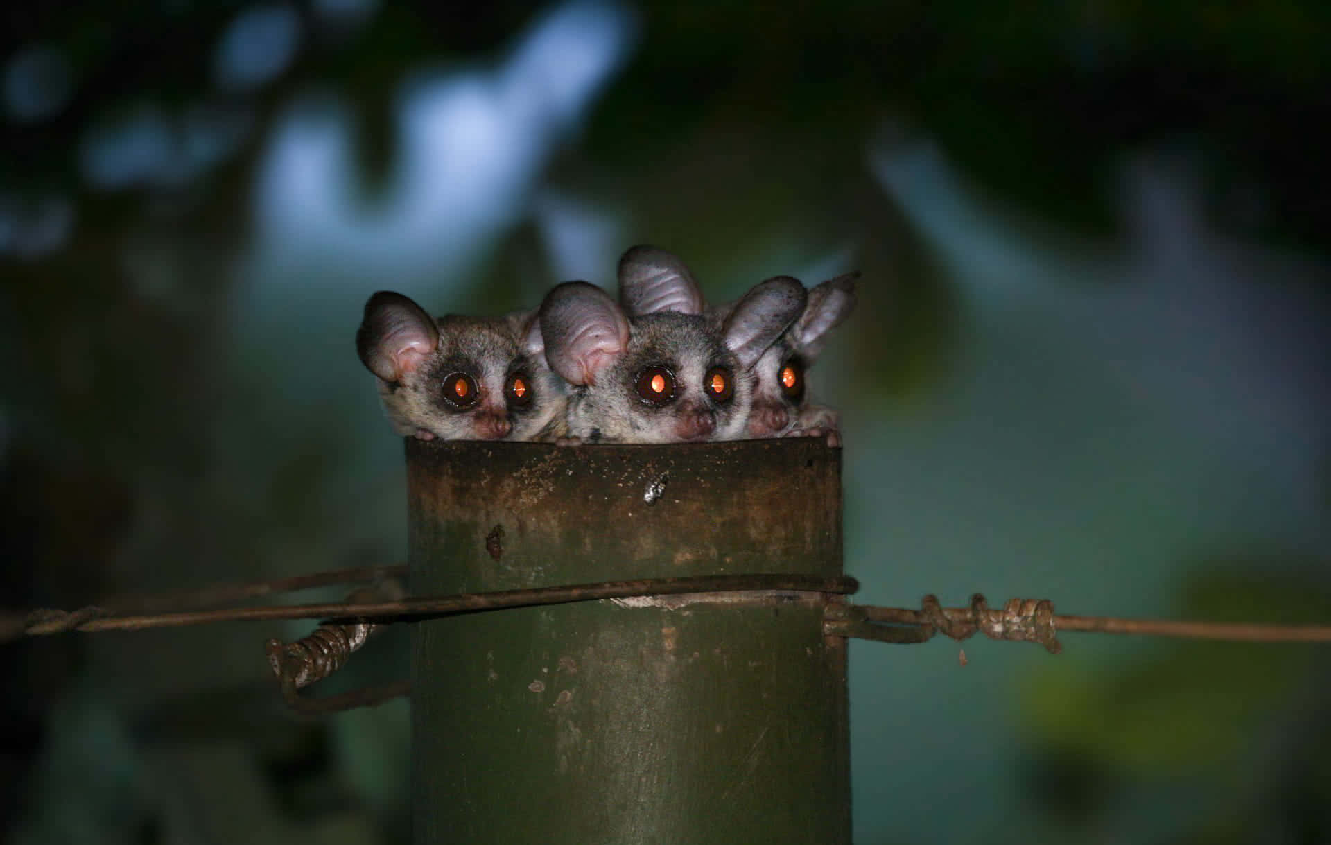 Bush Babies Peeking Out Of Hollow Background