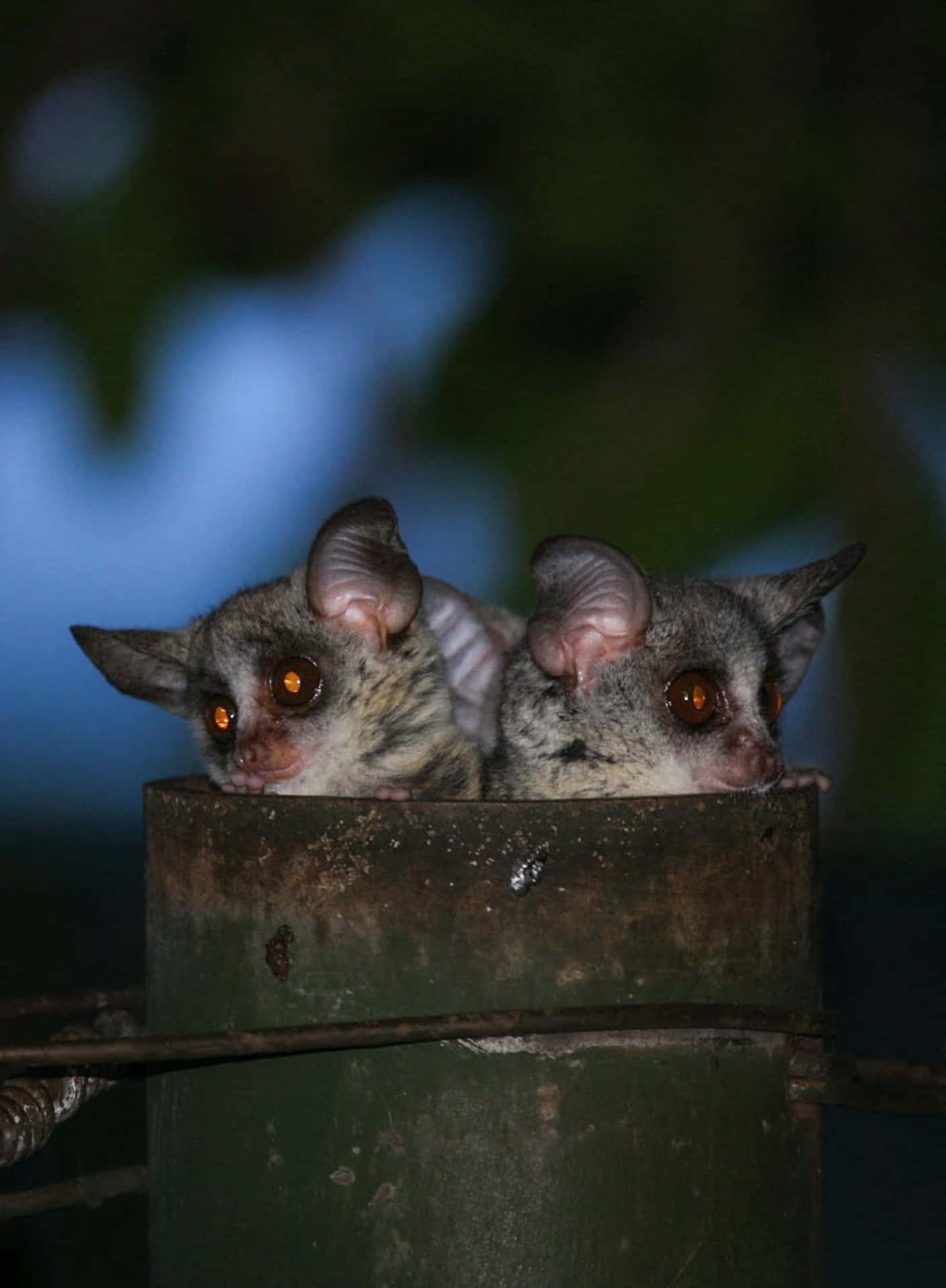 Bush Babies Peeking Outof Hiding Background