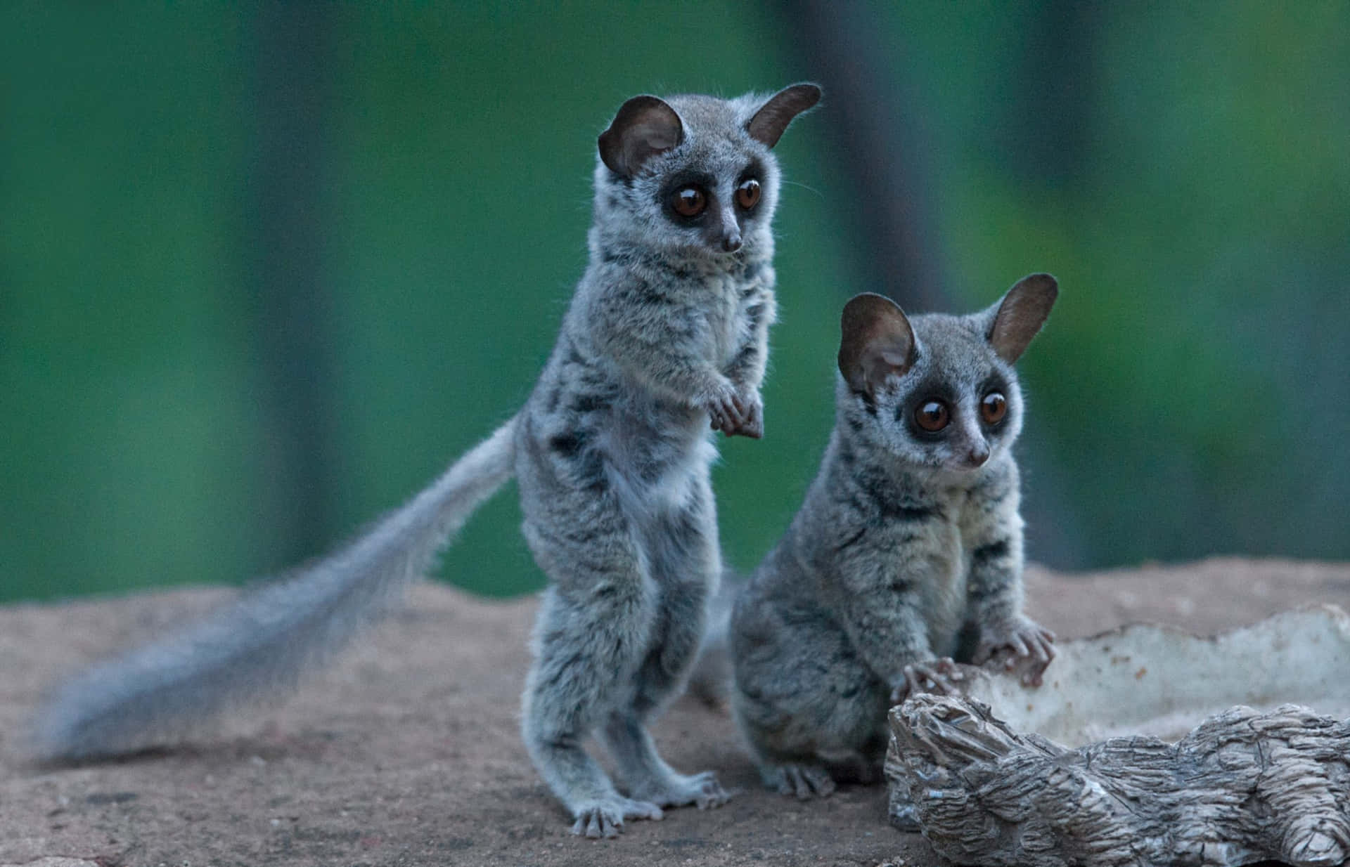 Bush Babies Twilight Gaze.jpg