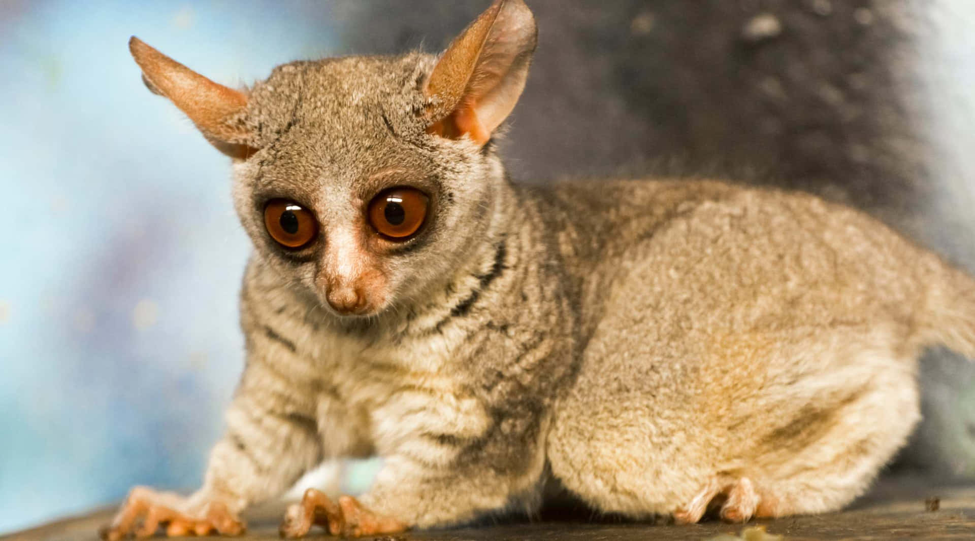 Bush Baby Alert Stance Background