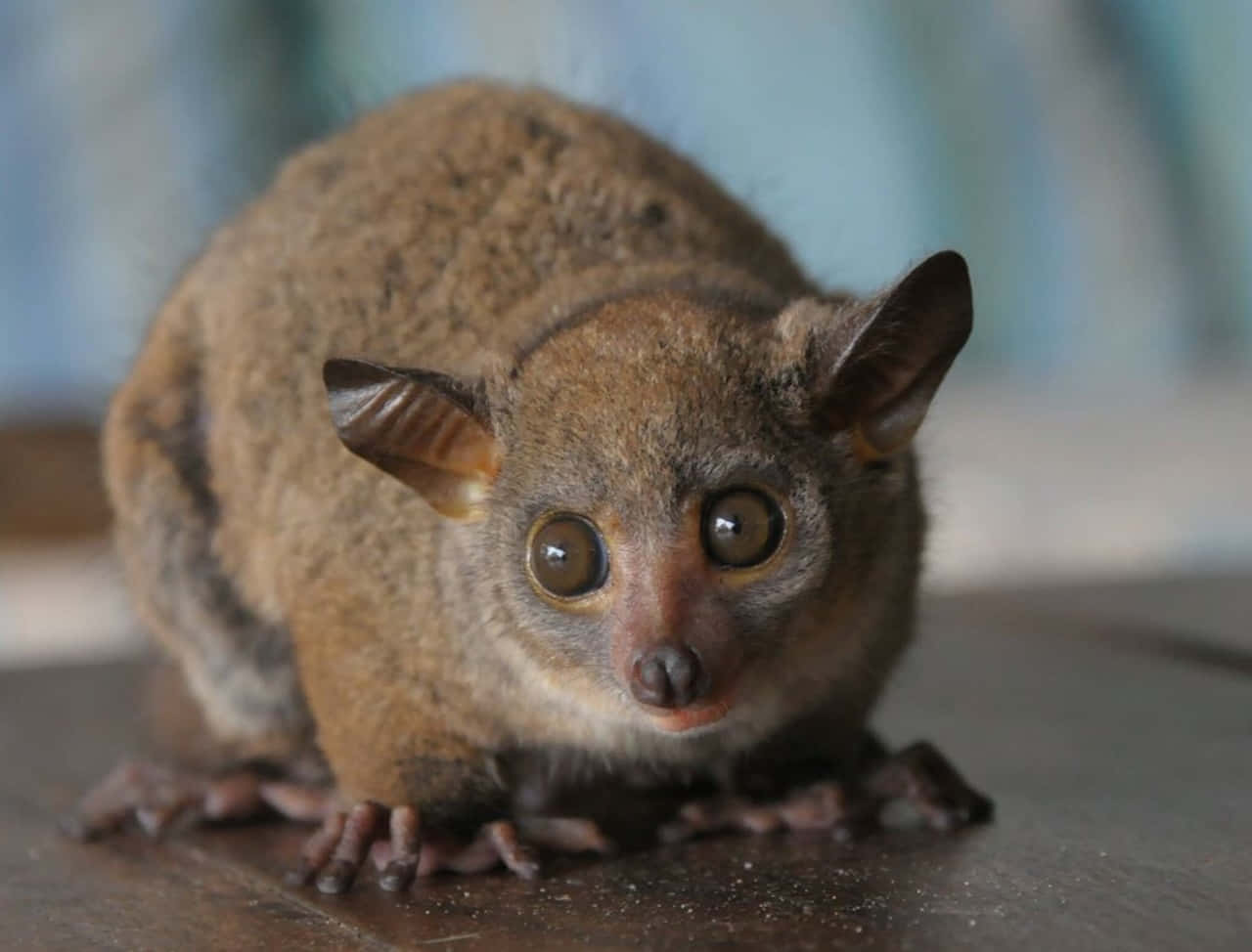 Bush Baby Close Up Background