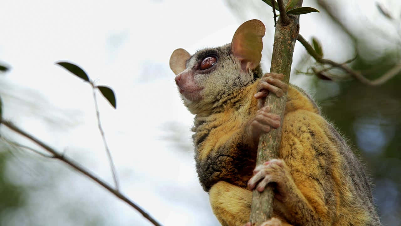 Bush_ Baby_ Clutching_ Tree_ Branch Background