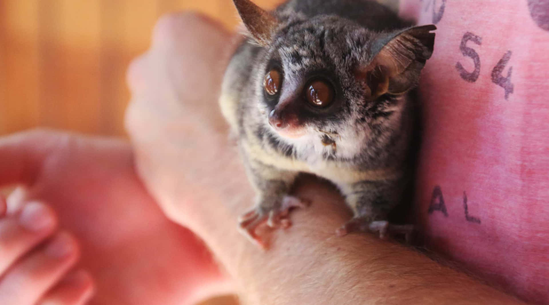 Bush Baby Cradledin Human Hands.jpg Background