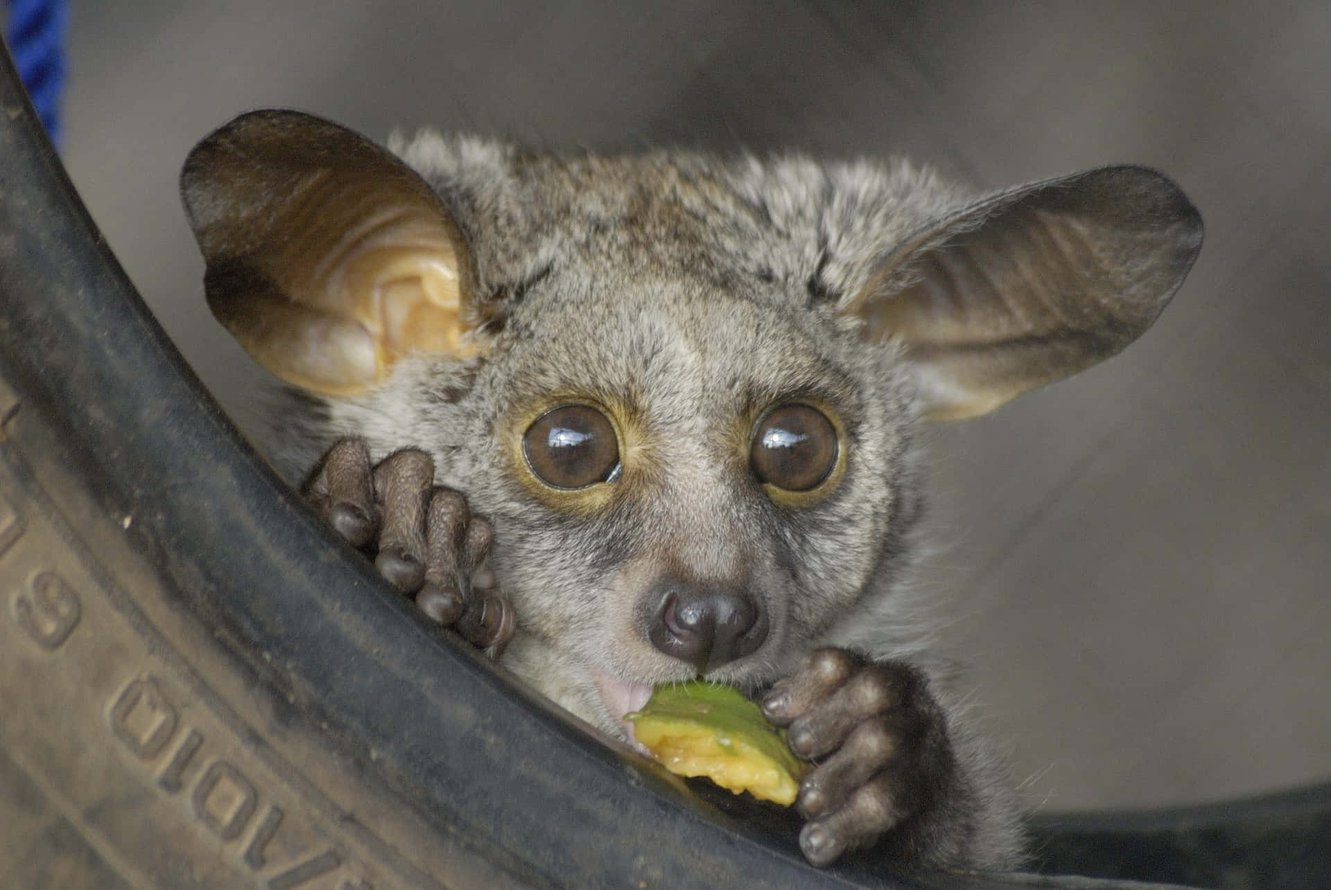 Bush Baby Eating Fruit Background