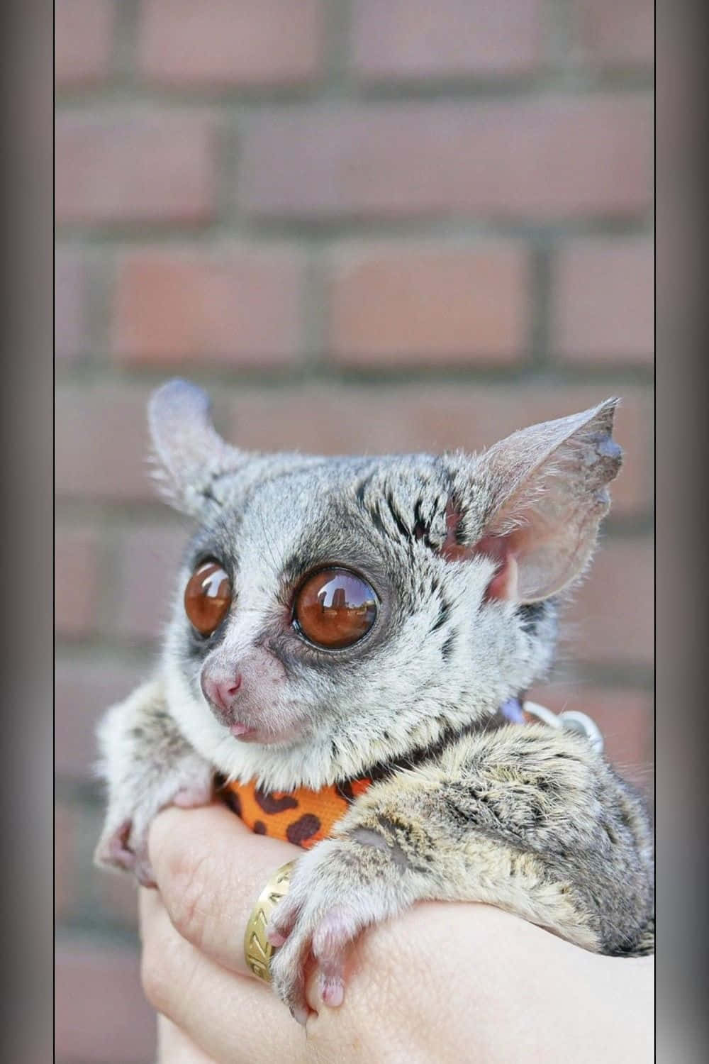 Bush Baby Heldin Hands.jpg