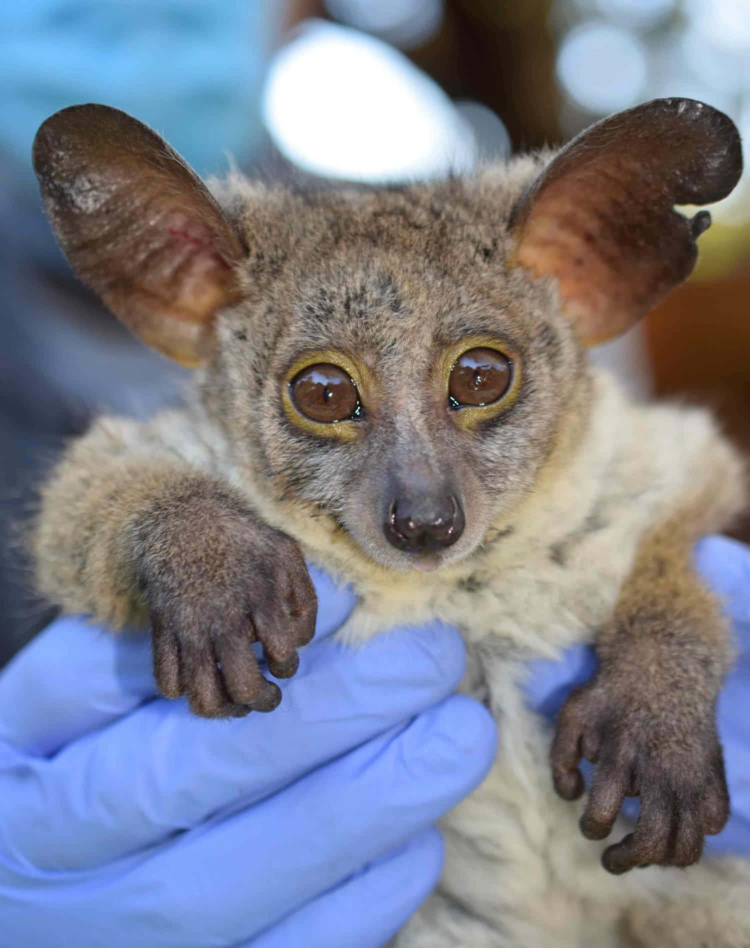 Bush Baby In Caregivers Hands.jpg