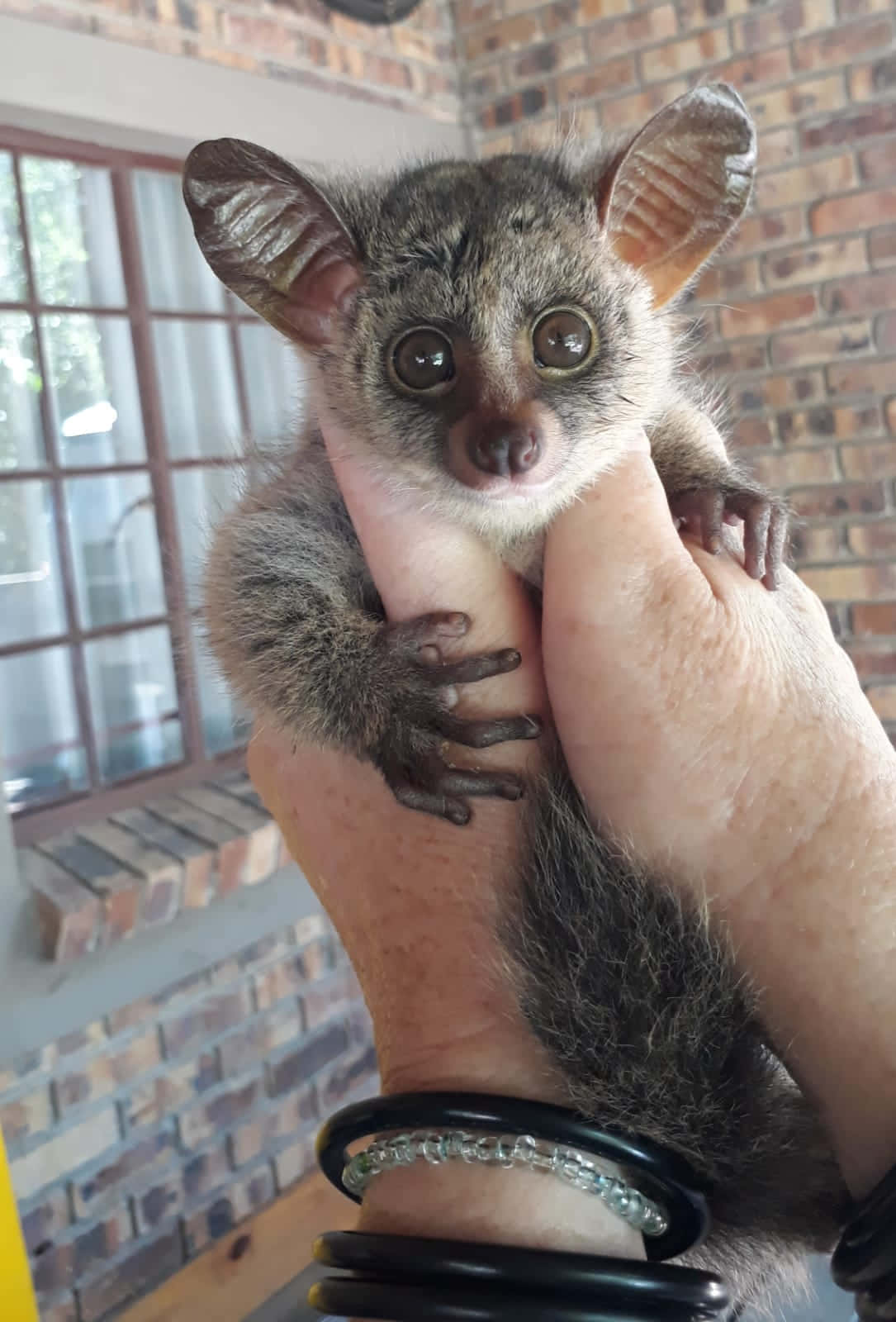 Bush Baby In Hand.jpg Background