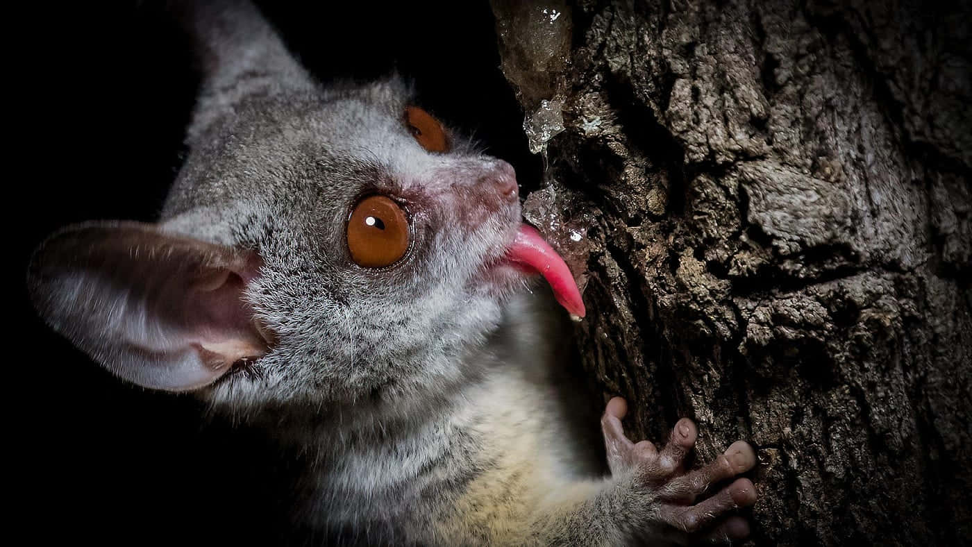 Bush_ Baby_ Licking_ Tree_ Sap Background