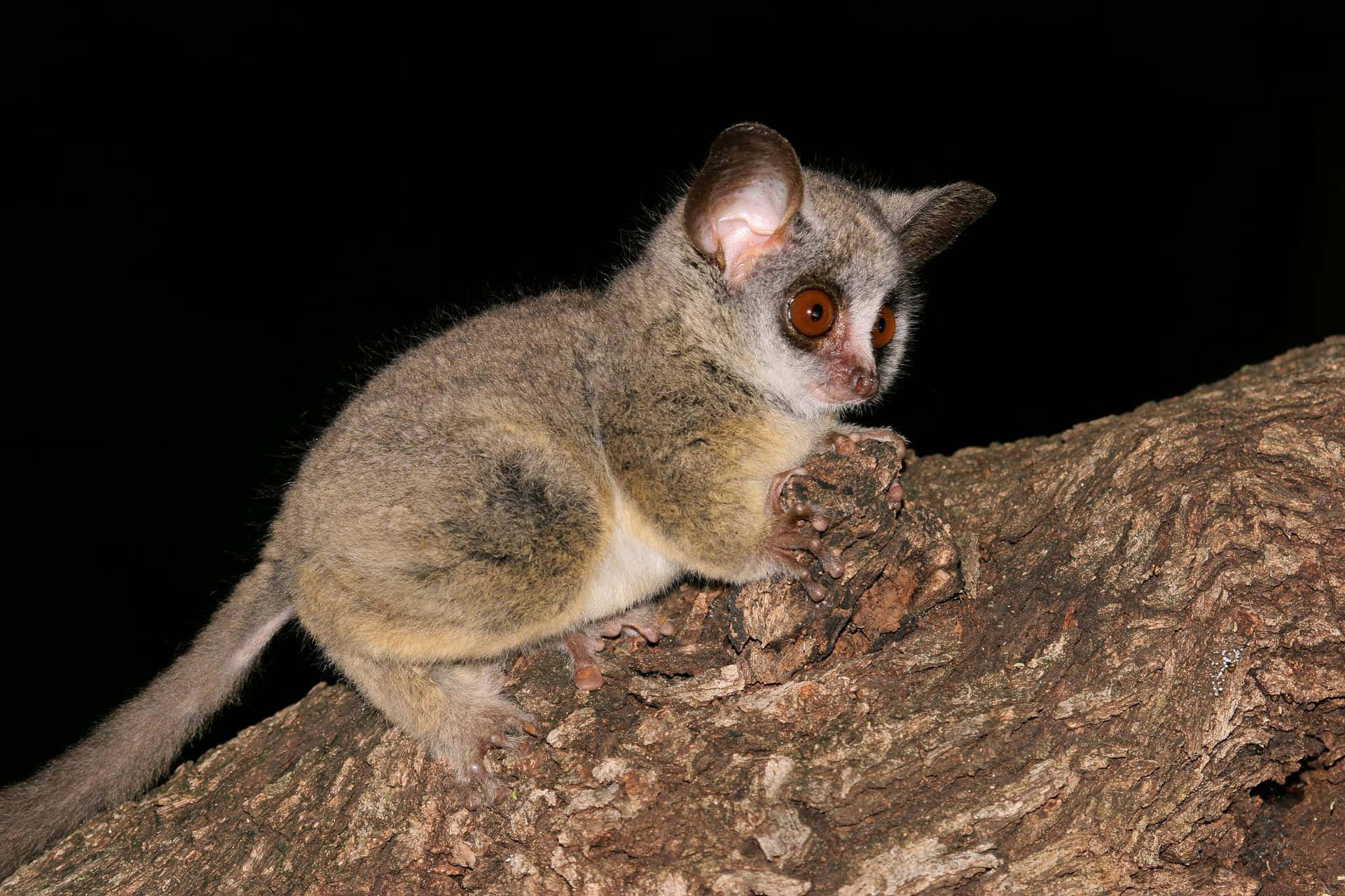 Bush Baby Nighttime Perch Background