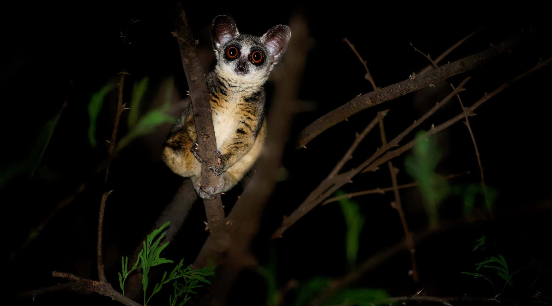 Bush Baby Nighttime Perch Background