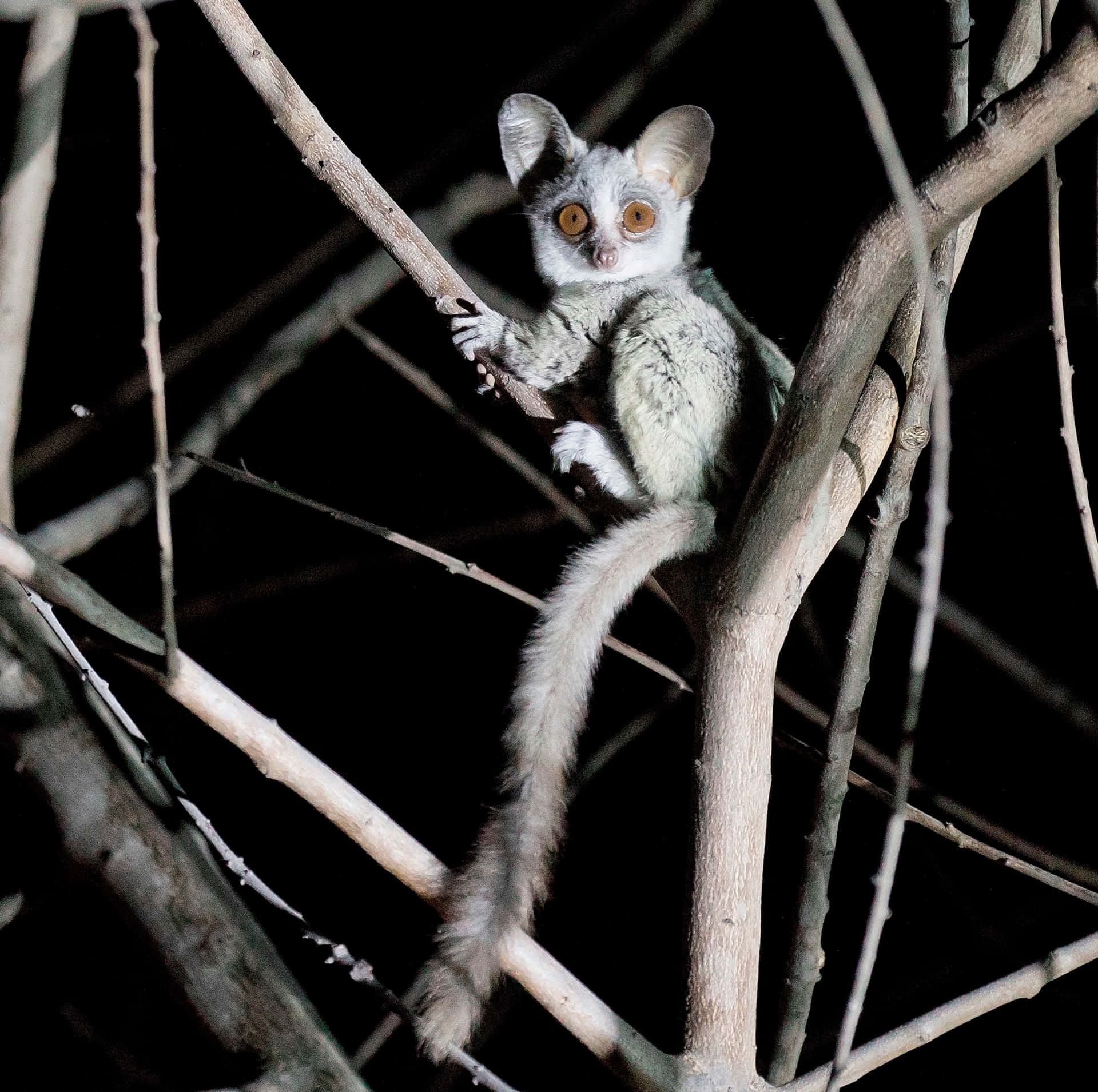 Bush Baby Nighttime Perch Background