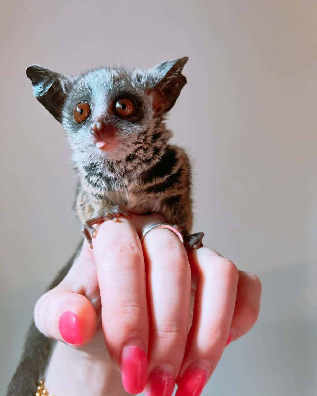 Bush Baby On Human Hand.jpg Background