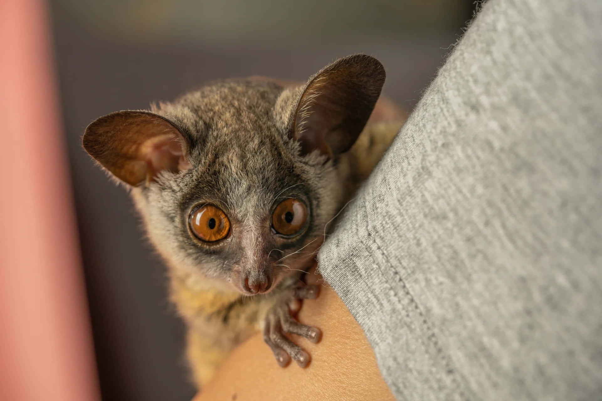 Bush Baby Peeking From Behind Background