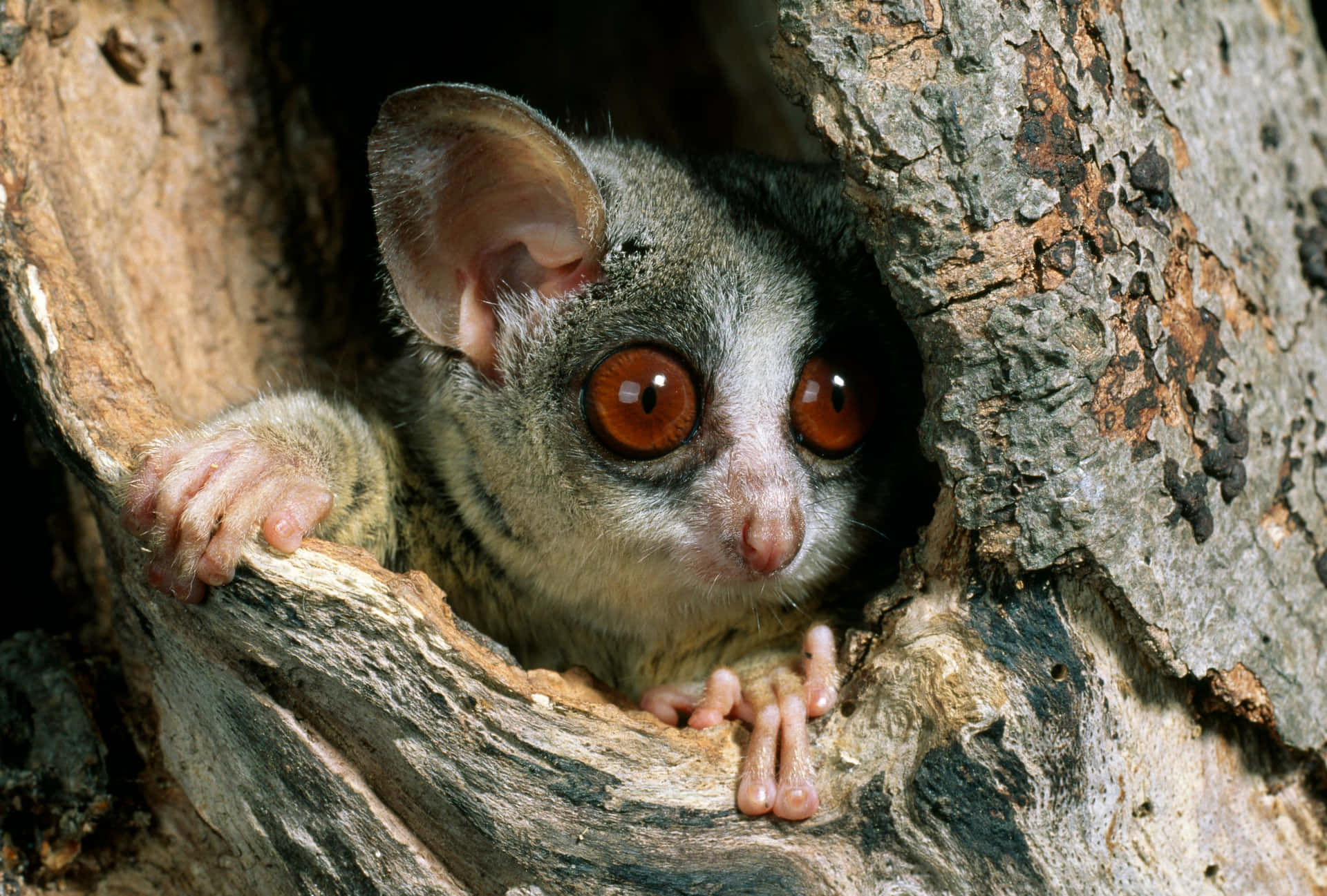 Bush Baby Peeking From Tree Hollow.jpg Background