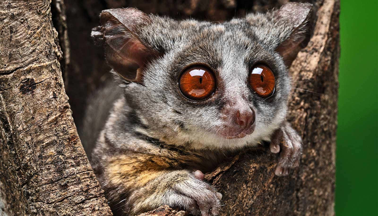 Bush Baby Peeking Out Of Tree