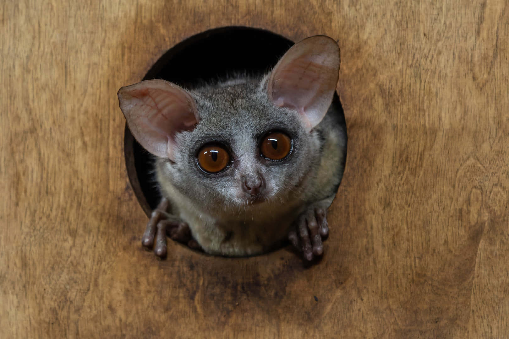 Bush Baby Peeking Outof Hole Background