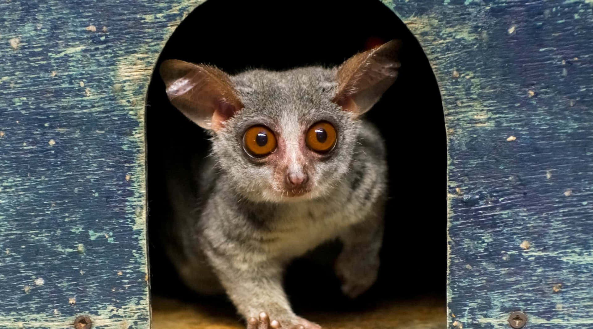 Bush Baby Peering From Hollow