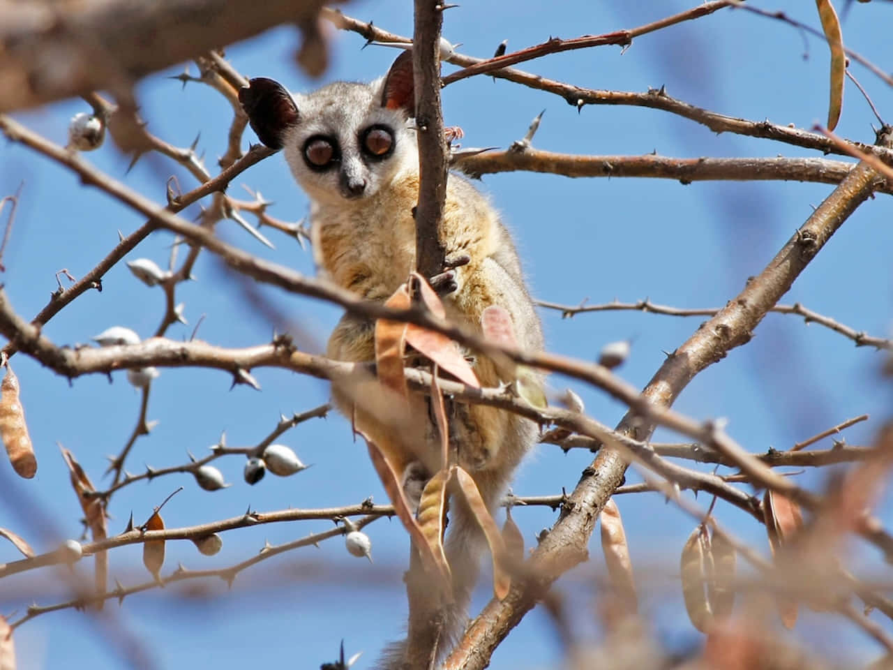 Bush Baby Peering Through Branches